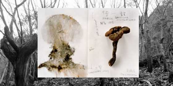 “Un fungo alla fine del mondo” di Anna Lowenhaupt Tsing
