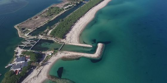 Ostriche: custodi dell'ambiente marino