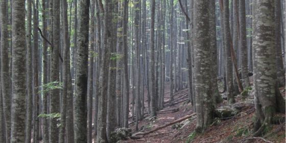 Forest bathing - Progetto Grace 