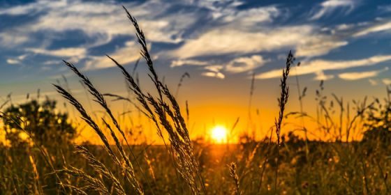 L’innovazione in agricoltura tra sostenibilità ambientale, sociale ed economica