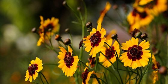 Giornate in giardino - crescere insieme per crescere bene