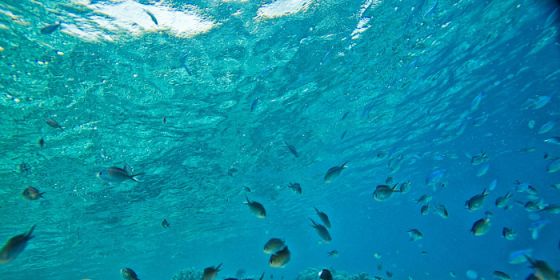 Il ruolo cruciale della robotica subacquea nella tutela degli ecosistemi marino-acquatici